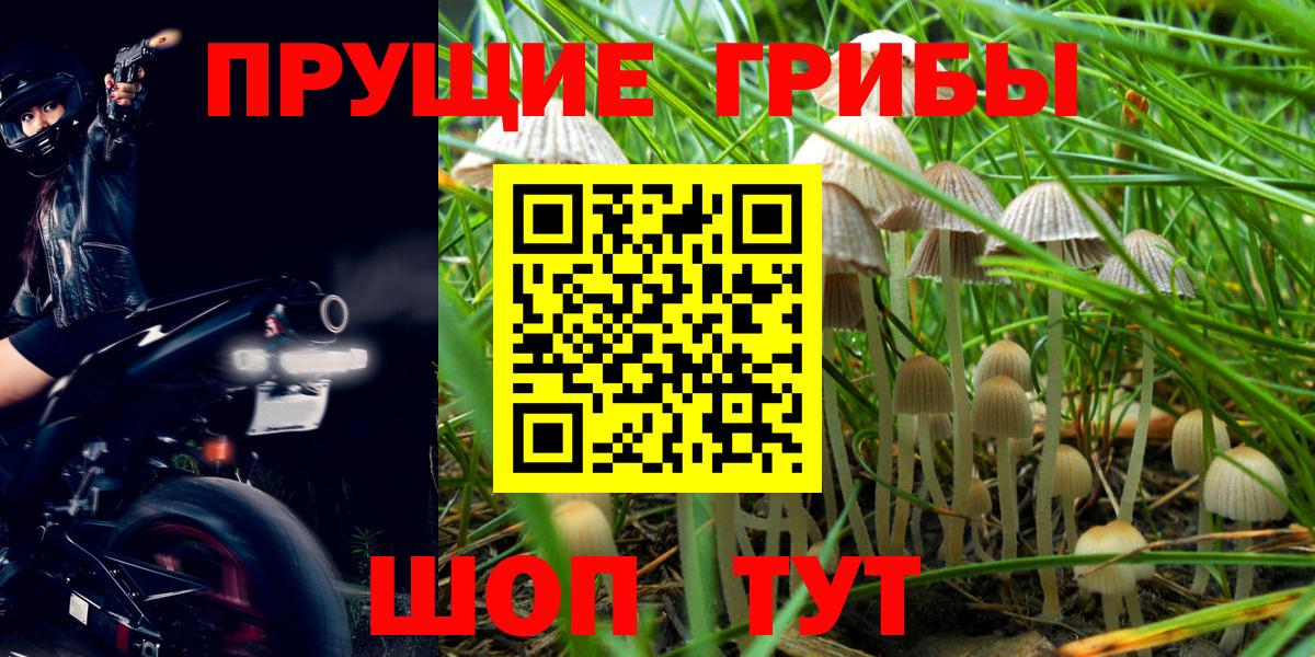 Псилоцибиновые грибы Psilocybe  Галлюциногенные грибы GOLDEN TEACHER  Вход с VPN  Уссурийск 